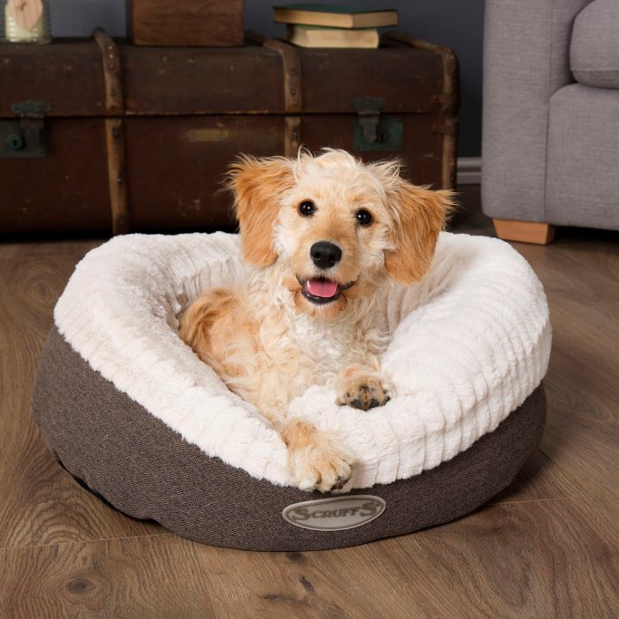 What could be more comfy than sleeping in your own 🍩

Ok, not a real donut, that would be a bit sticky! But the Scruffs Ellen Donut Bed is a super comfy alternative for your four-legged friends!

Get yours today for just £25 here -> bit.ly/2BesS1x
