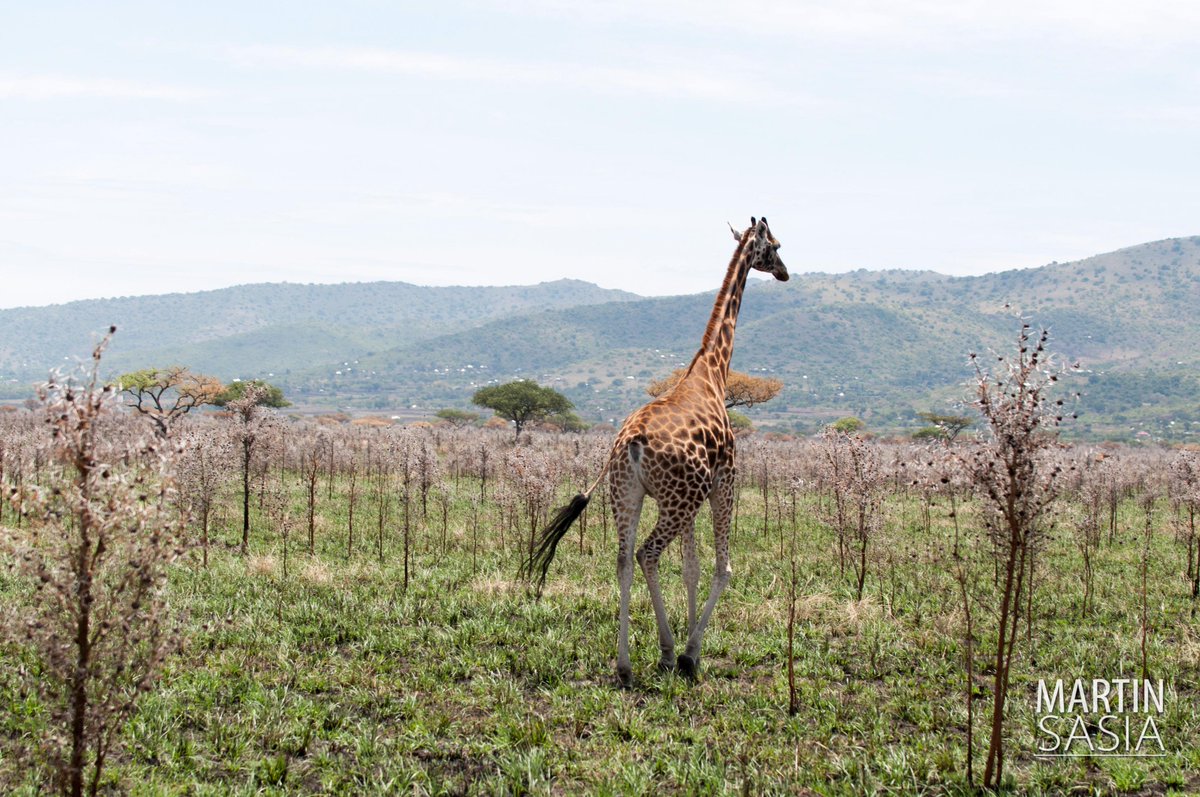 KWSKenya's tweet photo. Giraffe face serious threats across their range - human encroachment into their habitats,Poaching &amp; competition for resources e.g water with livestock. #GiraffeRecoveryPlan is aimed at addressing these challenges for sustainable conservation and mgt of the 3 subspecies in Kenya. https://t.co/3bIdQXsbPn