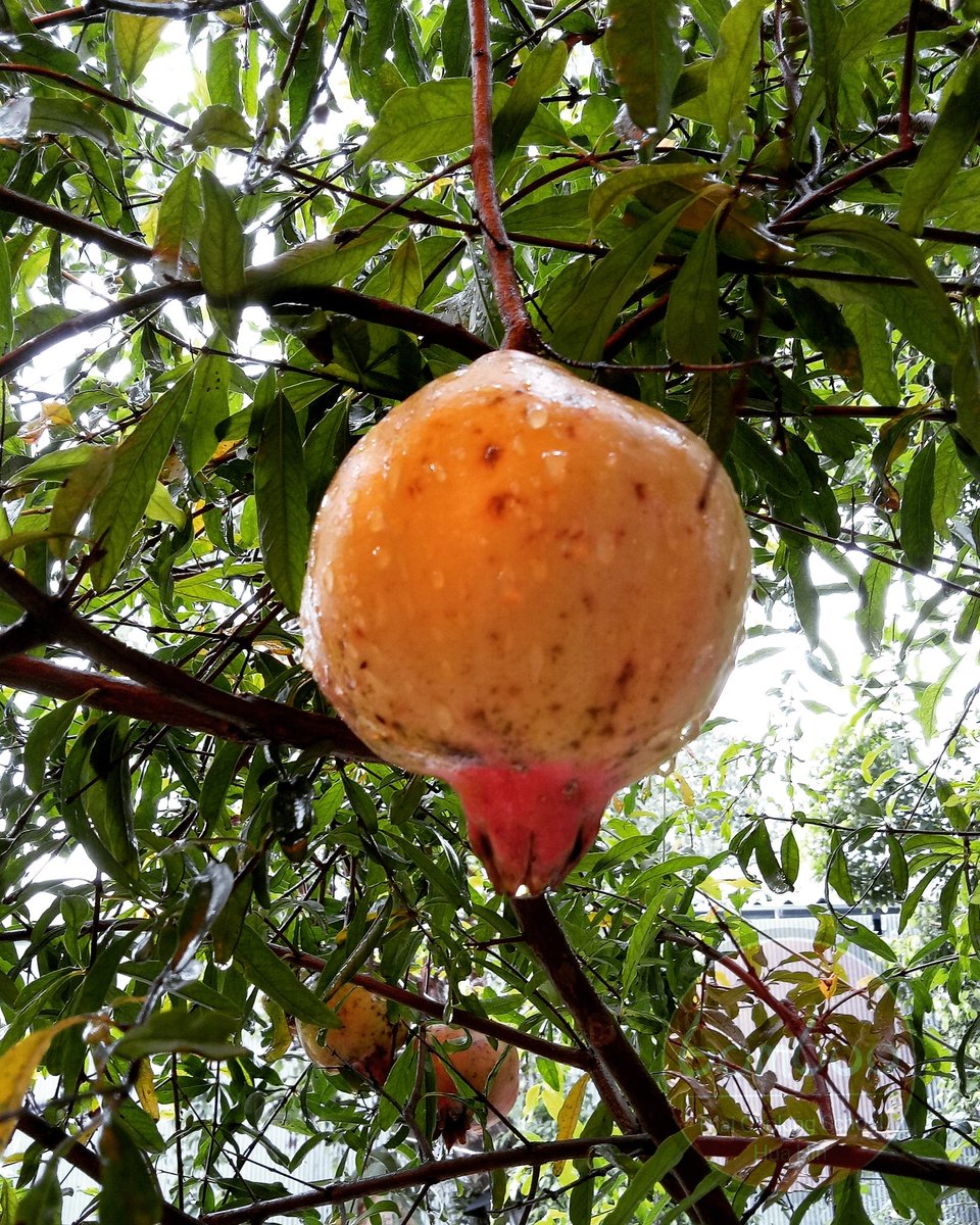bamboo_thai's tweet photo. Pomegranate after the rain β Yummo..
π
π
π
#thaifruit #pomegranate #pomegranatetree #organic #aroundthailand #discoverthailand #traveladventures #thailandadventures #thailandπΉπ #thaifoodlover #huahinactivity #huahinmustdo #thaicookingclass #huahintrip #chaamcoookingclass https://t.co/pscgp7QmRh