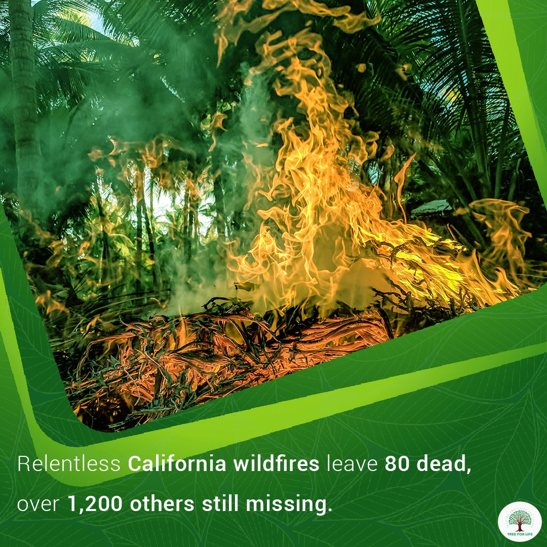 Over d last few days the no. of people unaccounted for in the deadly Camp Fire in northern California skyrocketed to more than 1,200, bfore falling again to jst below 1,000. The sudden jump led to sm cnfusion among locals &amp; officials alike.

#SaveTrees #SaveTheFuture #TreeForLife