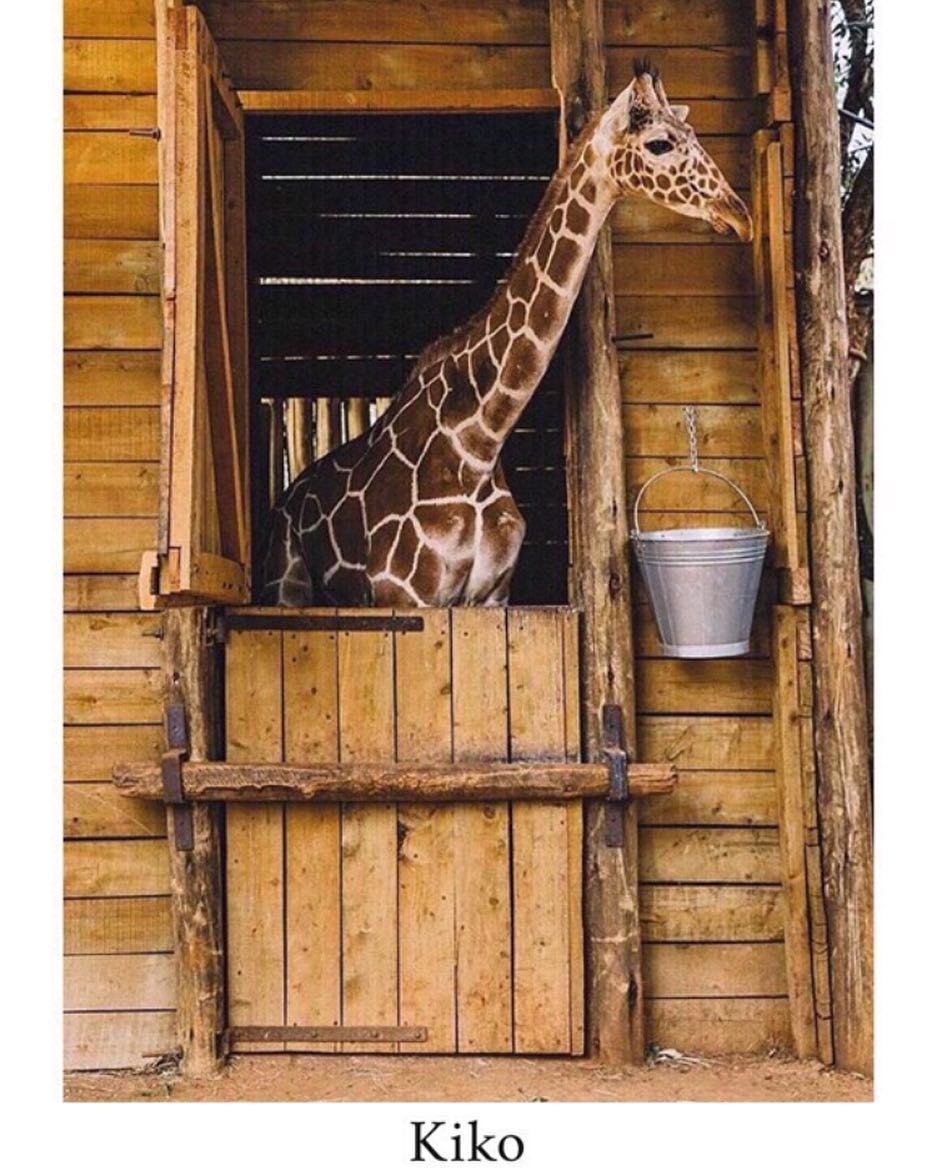 Temple_Point's tweet image. Our family is growing, again! This is Kiko, our 3 year old adopted giraffe! Pretty tall isn't he? Kiko was found wandering alone on the boundary of the Meru National Park in 2015 until she was found♥️🦒
#templepointresort #watamu #davidsheldrick #giraffe #nairobi #adopted #kenya