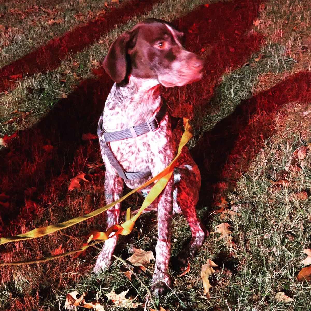 kentpd's tweet image. Anyone know this good boy? He was found at an abandoned house fire on the west hill of Kent, about the 2500 block of S 272 St. Help us find his home.