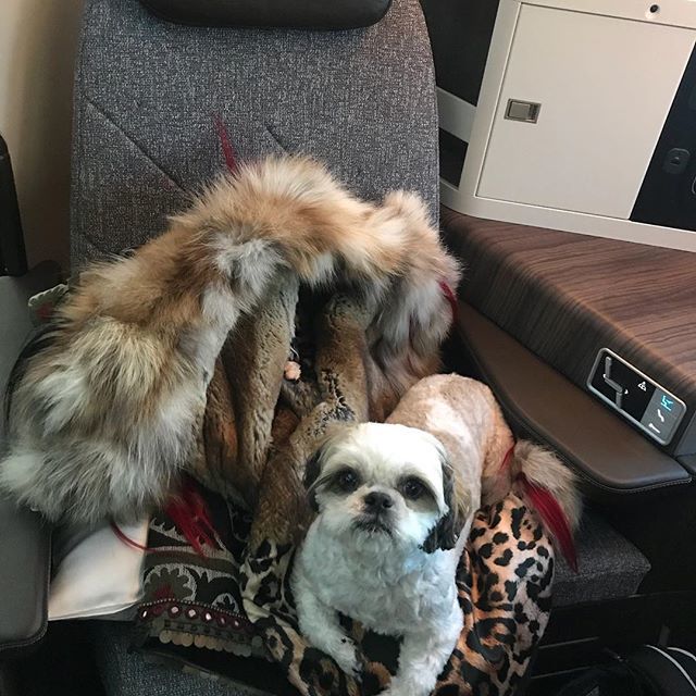 On my way to london! ! Prince Louis of Tel Aviv # shitsu#spoiltpuppy#lovemylife#elal Dreamliner