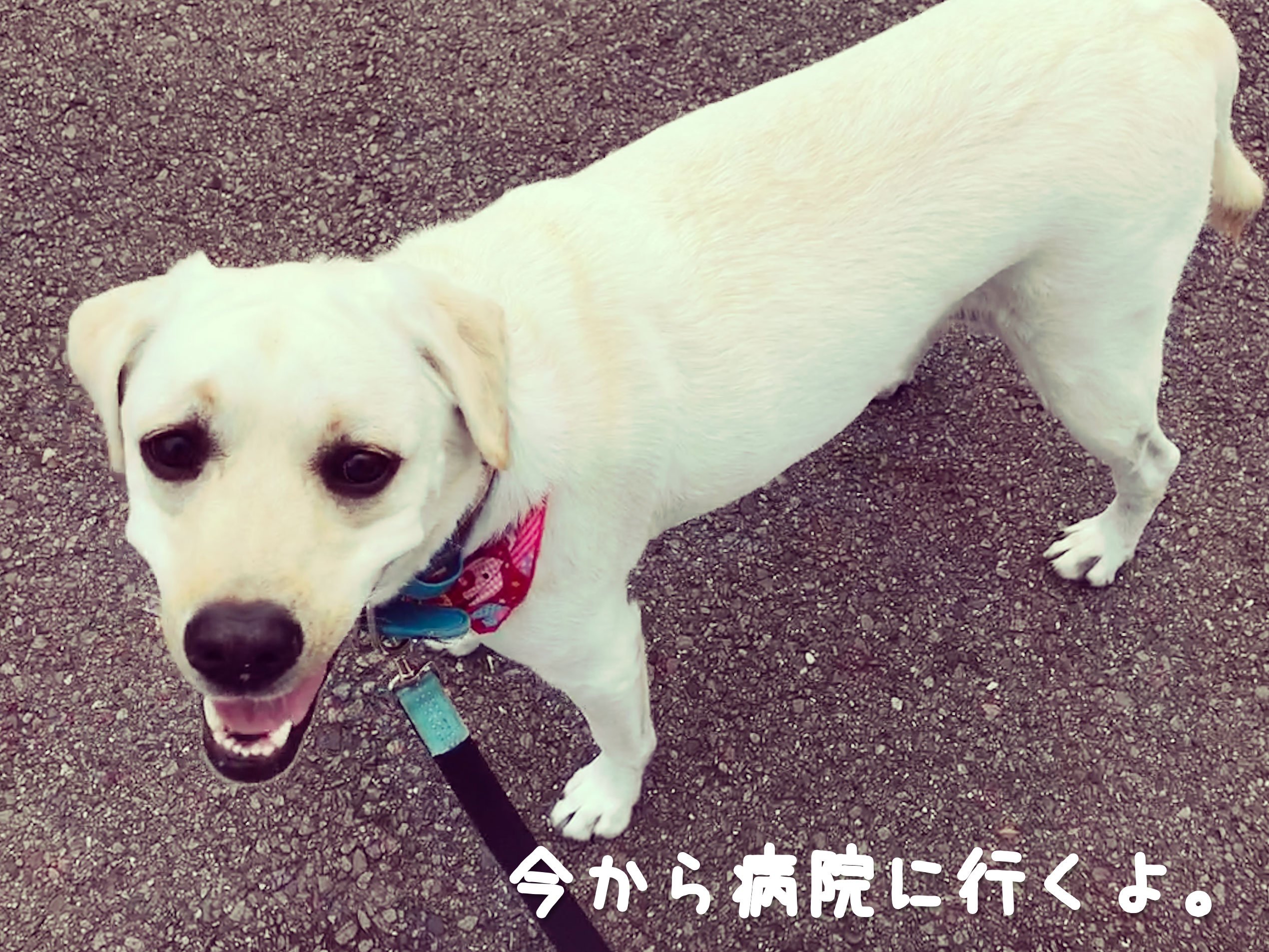 ラブラドール ゆったん ブログ更新しました ラブラドール レトリバー ペット保険 Ps保険の保険請求の流れ 方法 と必要なもの T Co Kjqgjkdnn2 T Co 5mf2tnez9j Twitter
