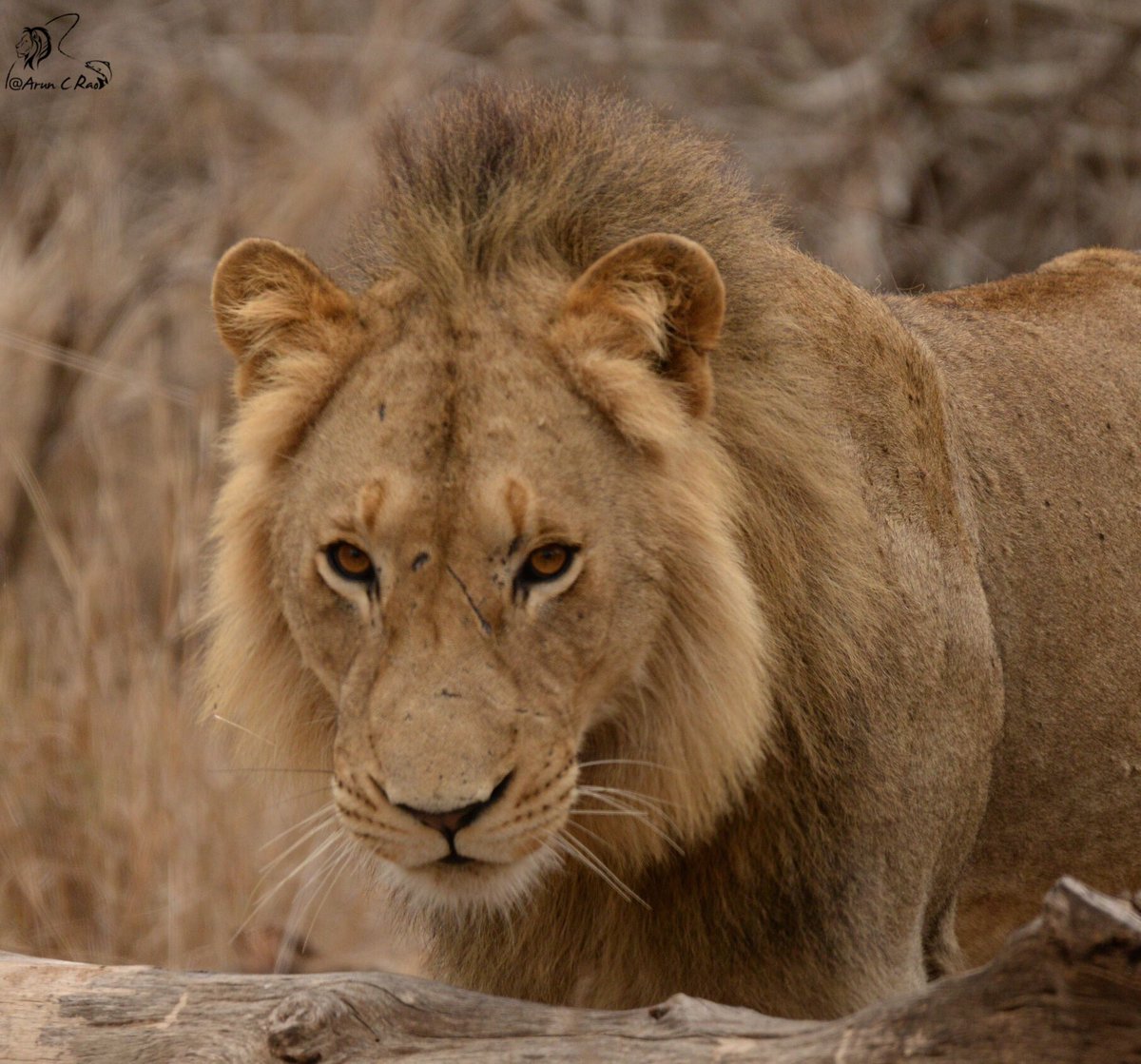 Future King!!!!
#krugernationalpark #sanparks #lion #bigcat #big5 #bigcats #safarilive #wildearth #safari #africa #wildlifeofSA #nature #wildlife #wildlifephotography #photosafari #guidedsafari #global4nature #southafricathroughmyeyes #legendary #legend_safaris #legendsafaris