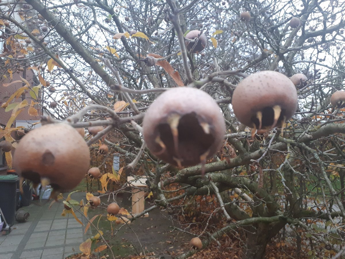 lientje1967's tweet photo. Als iemand nog #mispels wil.... We hebben er nog wel een paar aan de #boom hangen. Gratis af te halen. #etenuitdenatuur https://t.co/3BMHUQrvXd