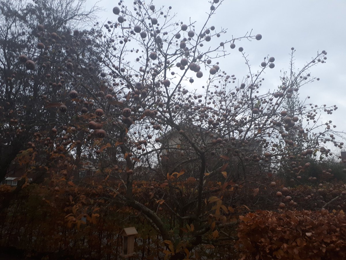 lientje1967's tweet photo. Als iemand nog #mispels wil.... We hebben er nog wel een paar aan de #boom hangen. Gratis af te halen. #etenuitdenatuur https://t.co/3BMHUQrvXd