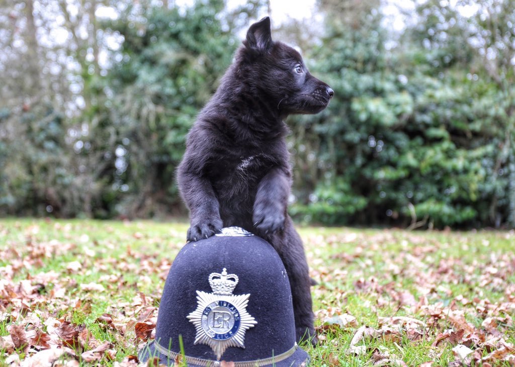 WMPDogs's tweet photo. Now we have got your attention. This week is the start of the force leadership events. Developing staff #lead2achieve #inclusion #serviceimprover #peopledeveloper #plan https://t.co/HM8DD9ImEd