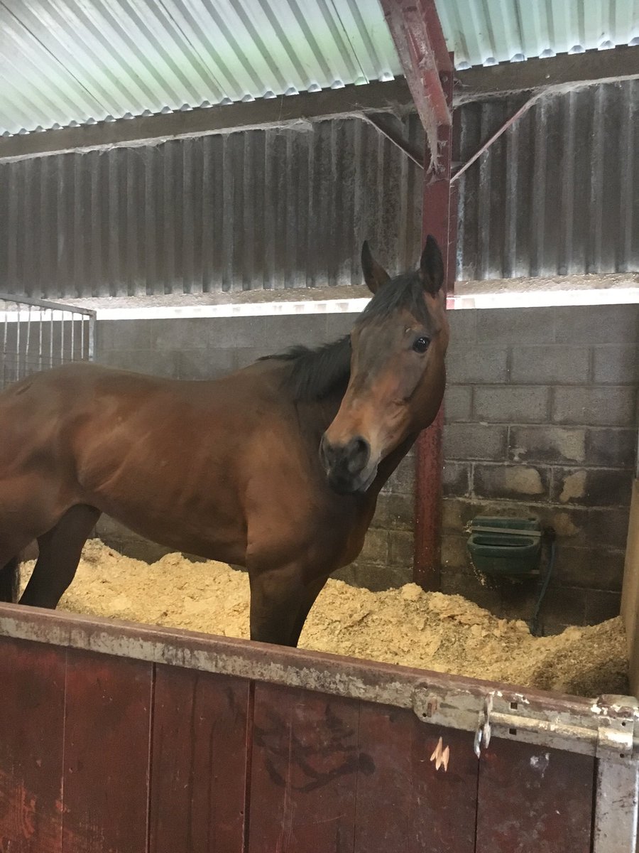 MBlakeRacing's tweet photo. Bounty Pursuit entered this Thursday @WolvesRaces in the 7:30 providing a good start to the race im sure he’ll impress! Want to be part of the horse? Follow @racing_cause #bountypursuit #racingforacause https://t.co/IKRmH0OL8Y