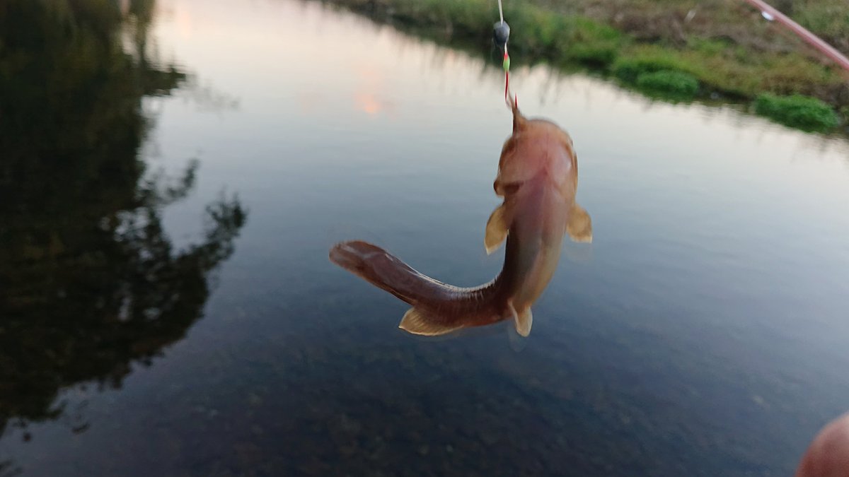 カジカ釣り カジカ釣り