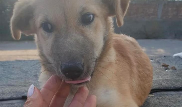 bidtosaveastray's tweet photo. Pretty is wishing all our friends a Happy #TongueOutTuesday! Join us later in #rehomehour. This #CharityTuesday evening at 8.00 pm (UK time). When you #adopt we can save more lives. https://t.co/DnvWacCMh6