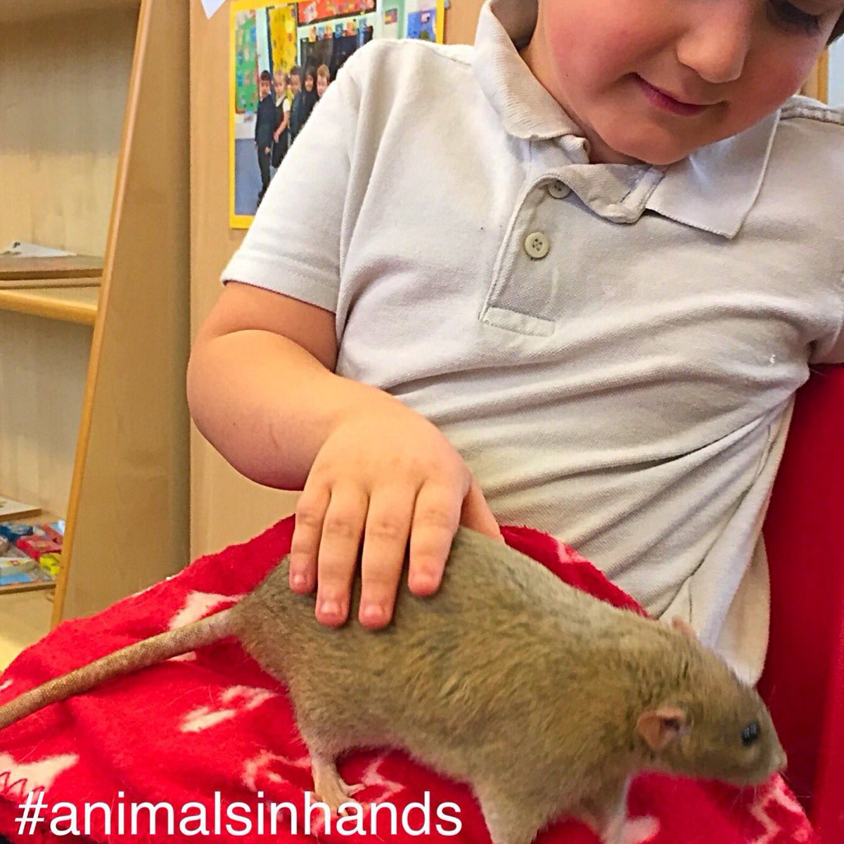 AnimalsinHands's tweet photo. Learn, educate, Inspire!
#teachersfollowteachers #exoticrescue #myzoo #teambuilding #corporate 
#animalsinhands #learning #schools #animalclub #animalworkshops 
#creativecurriculum #animaltopic 
#animalencounters #animalshow 
https://t.co/4qMhpIMflY https://t.co/Fr6aEKC391