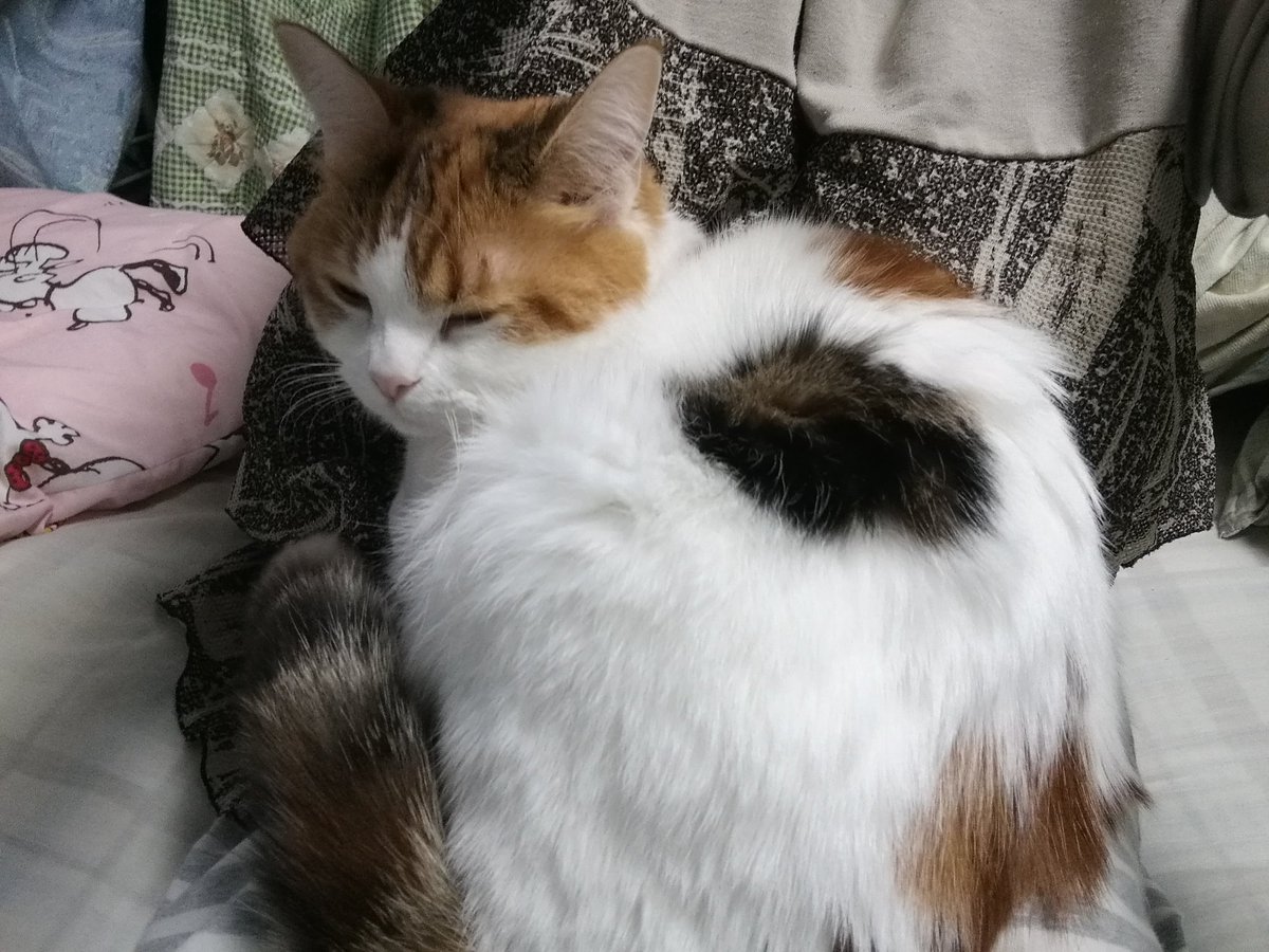 ちゃちゃ にゃんこ3匹 V Twitter 右に左にと向きを変えても 私の膝の上から絶対どこうとしない花音 家事やっててしばらくリビングにいなかった後は いつもこんなカンジ スコティッシュフォールド 立ち耳 たちみみスコ とび三毛 三毛猫 猫好きさんと繋がり