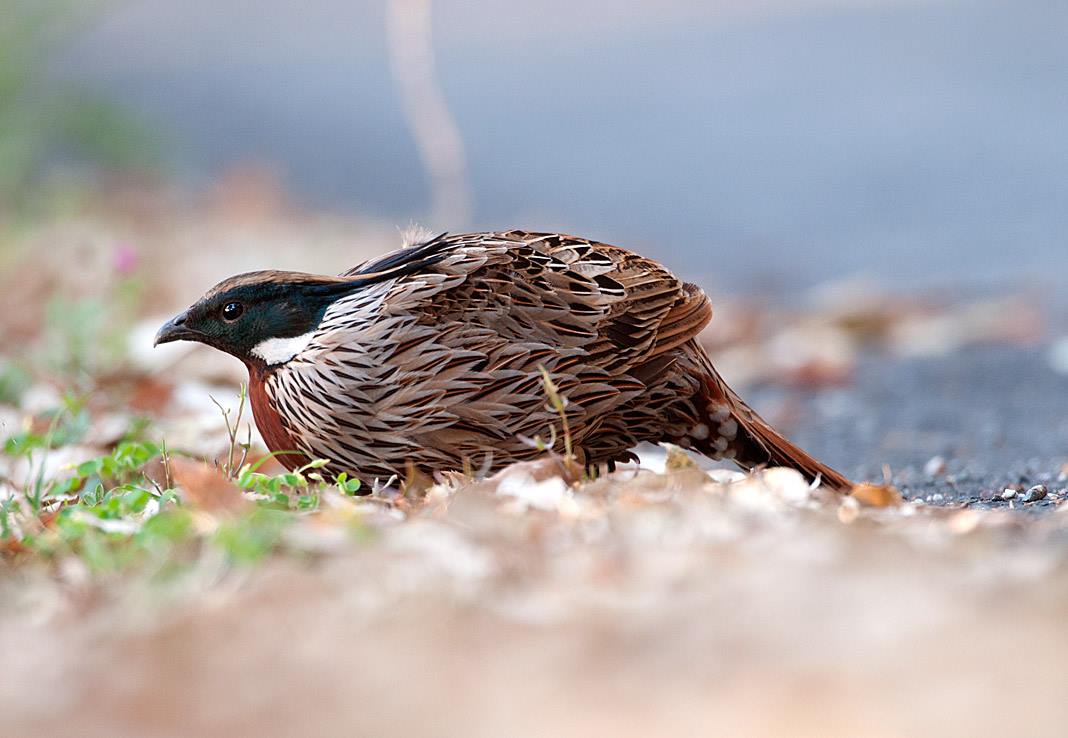 AsianWildlife's tweet photo. 425 species in a week! 
That’s right, you can actually look forward to spotting &amp; #photography so many #birdspecies on  #NorthIndiaBirdingTour. These include a variety of #pheasants across #pheasants such as  #Koklass  #Monal  #blackfrancolin #Cheer @Birdquest @wcaudubon https://t.co/LLEkhRMXCE