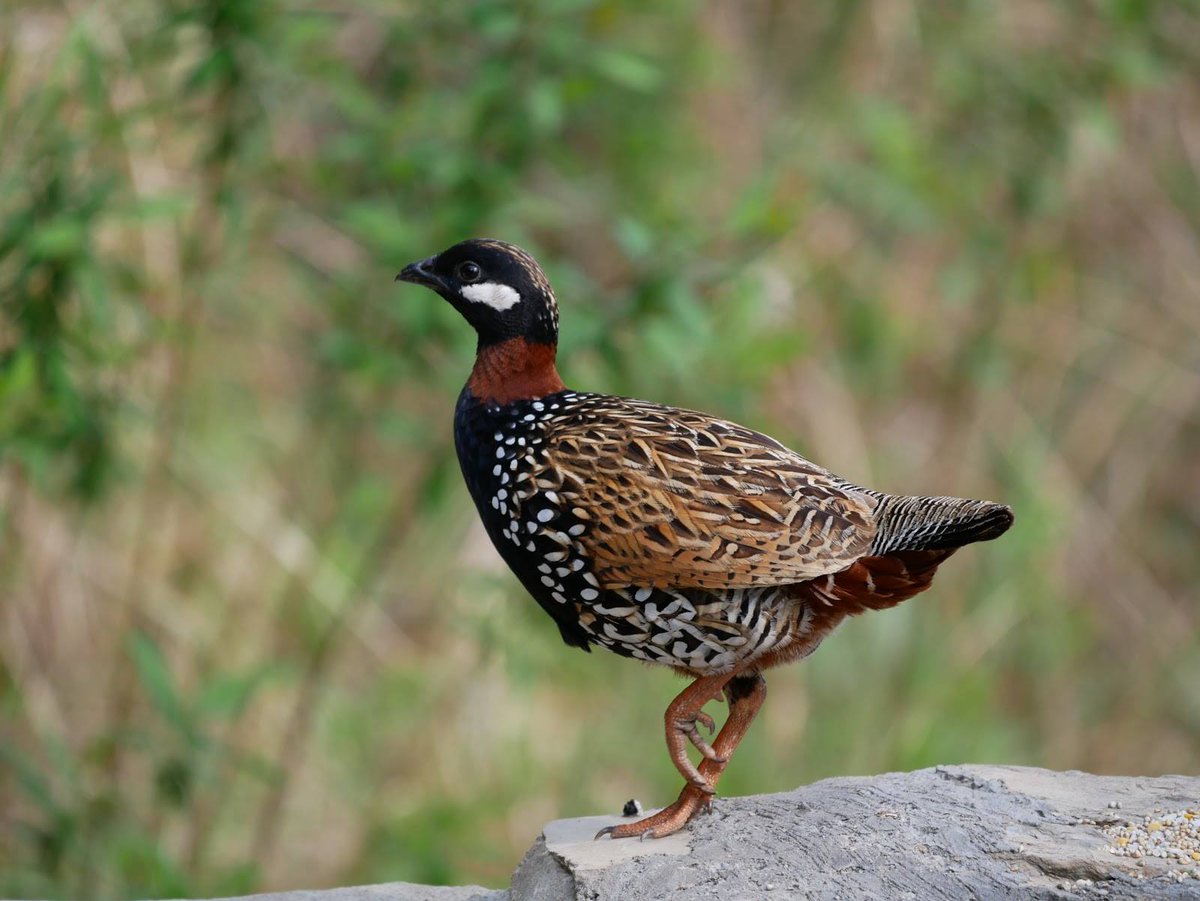 AsianWildlife's tweet photo. 425 species in a week! 
That’s right, you can actually look forward to spotting &amp; #photography so many #birdspecies on  #NorthIndiaBirdingTour. These include a variety of #pheasants across #pheasants such as  #Koklass  #Monal  #blackfrancolin #Cheer @Birdquest @wcaudubon https://t.co/LLEkhRMXCE