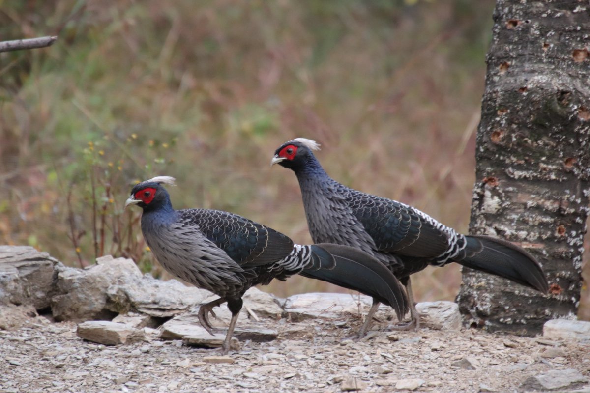 AsianWildlife's tweet photo. 425 species in a week! 
That’s right, you can actually look forward to spotting &amp; #photography so many #birdspecies on  #NorthIndiaBirdingTour. These include a variety of #pheasants across #pheasants such as  #Koklass  #Monal  #blackfrancolin #Cheer @Birdquest @wcaudubon https://t.co/LLEkhRMXCE