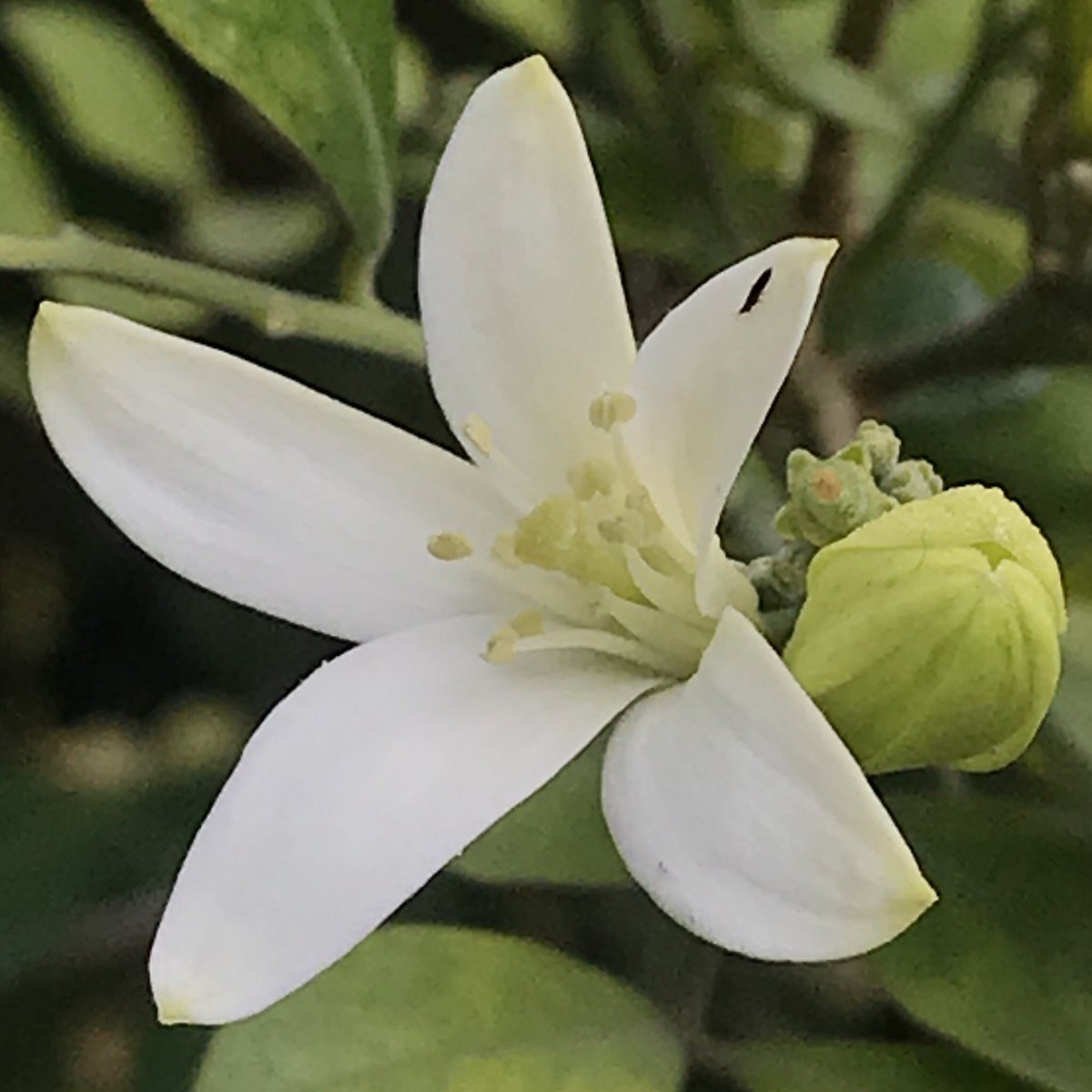 Flower of Murraya paniculata or Orange Jasmine. The orange prefix is because the plant’s small fruit is coloured orange. I couldn’t find one though...From the wilderness of  #JimCorbett