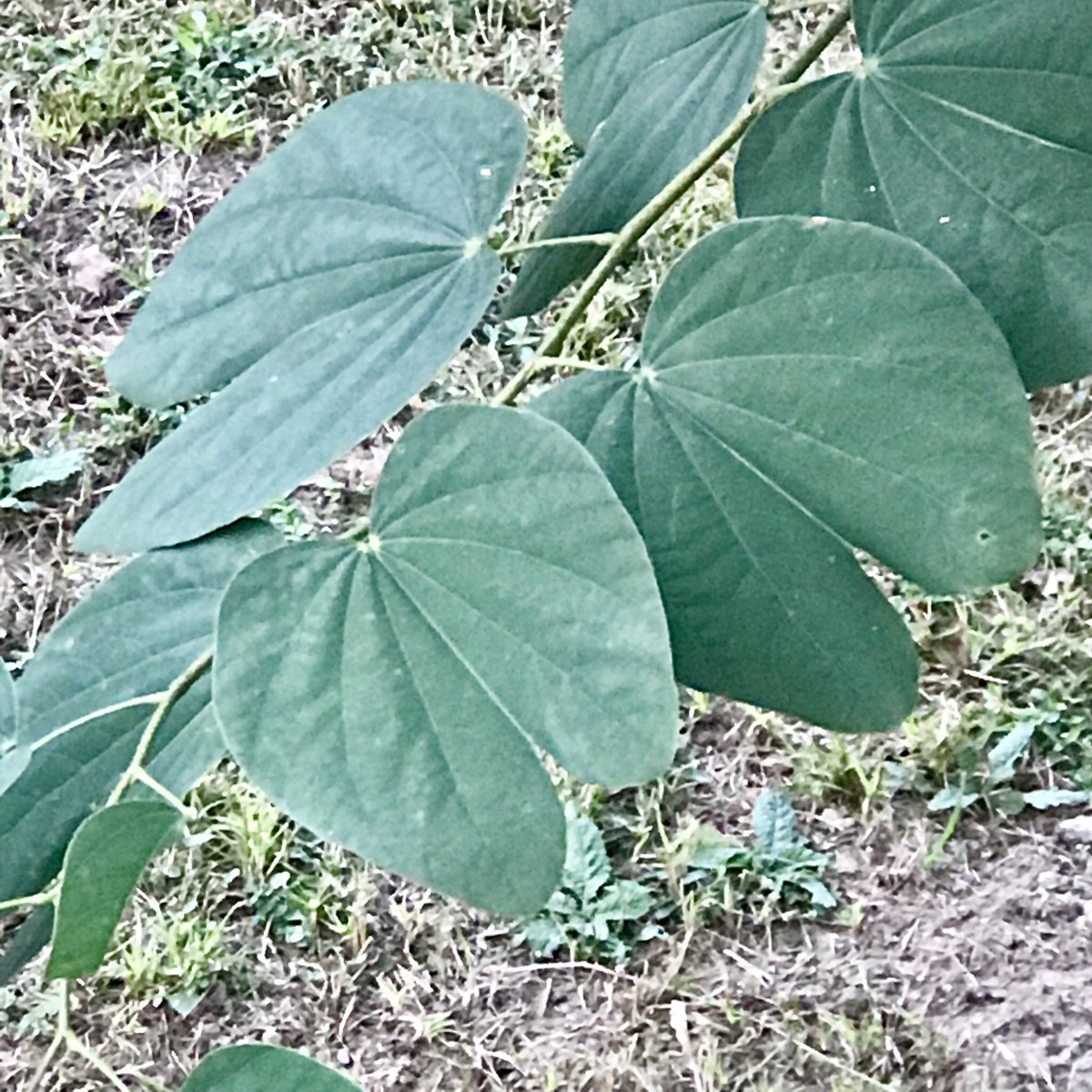 These obcordate shaped leaves, bilobed at the base and apex, belong to the Kachnar tree (Bauhinia variegata)Tidbit: Not only do these resemble Thyroid Gland structure, they are used in treating Thyroid disorders too! From the wilderness of  #JimCorbett
