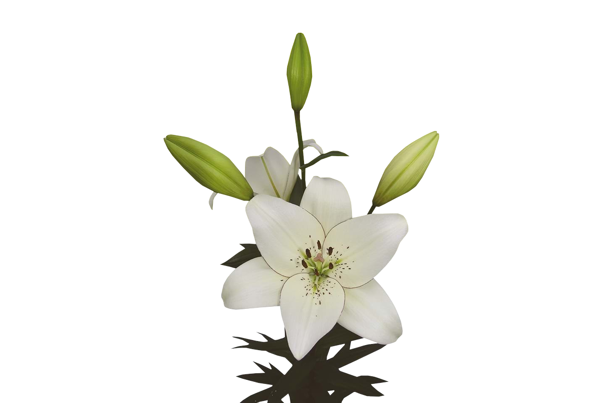 DoubleCheckLily's tweet image. Een klassieker in the picture: EYELINER! Het is een stevige, opvallende LA met de bloemen mooi bovenin. Zijn naam dankt hij aan zijn unieke zwarte randje rondom de bloemblaadjes, wat hem een echte eyecatcher maakt!