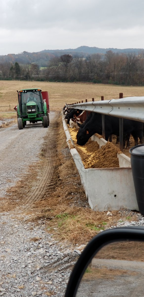 matbackus's tweet photo. Continuing to flush fall born heifers with corn and corn silage before breeding next week. https://t.co/QSk8bWU3r1