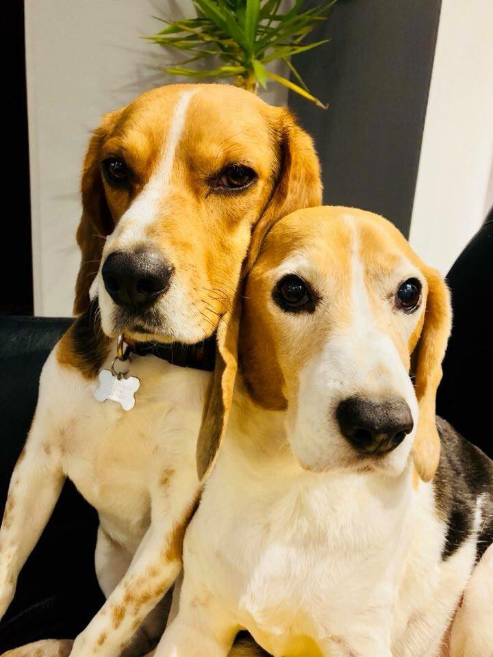 So, we’re at the dog sitters as mum and dad are away. They sent mum this picture of Me (left) and my sister Poppy. #Love #LivingWithLeish