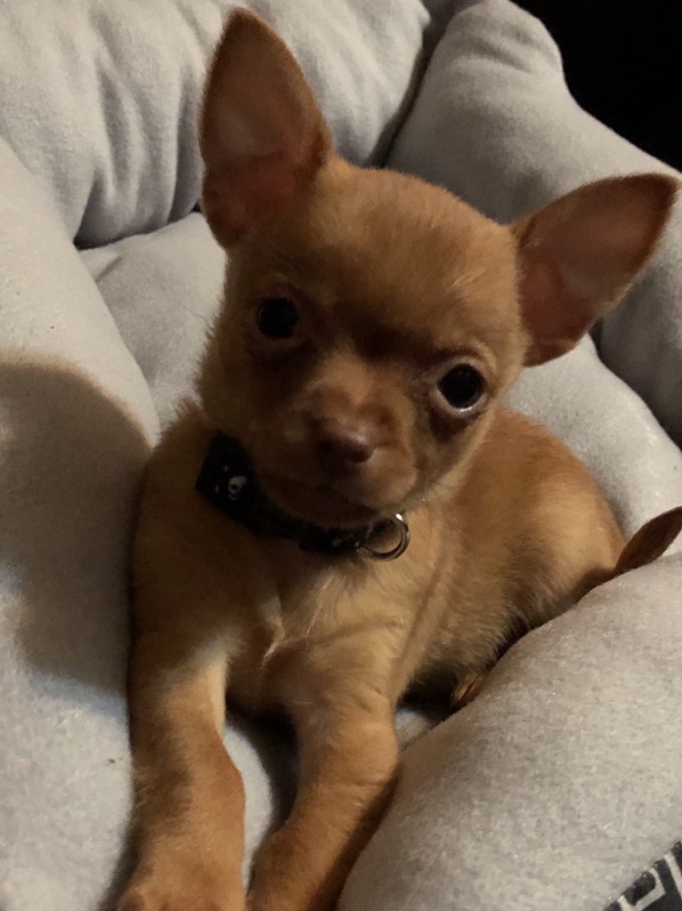 donnafromnc1's tweet photo. Our new addition to the family - opie james 🐾 @RamboDonkeyKong https://t.co/2N3FOQK4ni