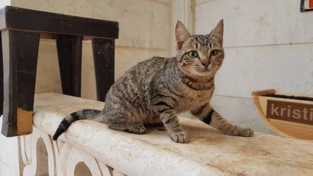 theAleppoCatmen's tweet photo. it is very important for us to include the children of the community in the search for and rescue of cats.
delivering modest gifts to encourage them.
This little boy has saved two little kittens and we thanked him.
@theAleppoCatman #SyrianCats #SyrianChild #Aleppo #RescueCat https://t.co/yEqqyMrCxE