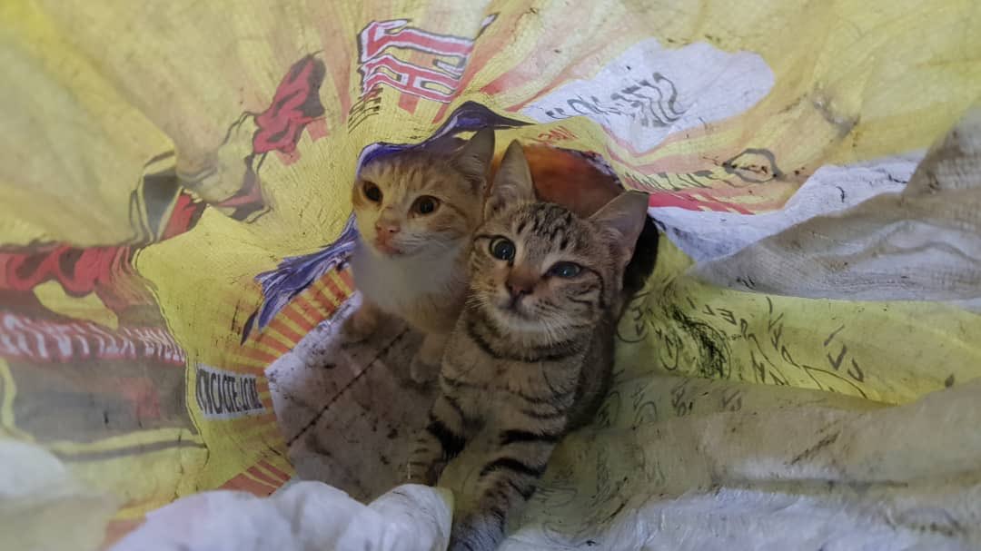 theAleppoCatmen's tweet photo. it is very important for us to include the children of the community in the search for and rescue of cats.
delivering modest gifts to encourage them.
This little boy has saved two little kittens and we thanked him.
@theAleppoCatman #SyrianCats #SyrianChild #Aleppo #RescueCat https://t.co/yEqqyMrCxE