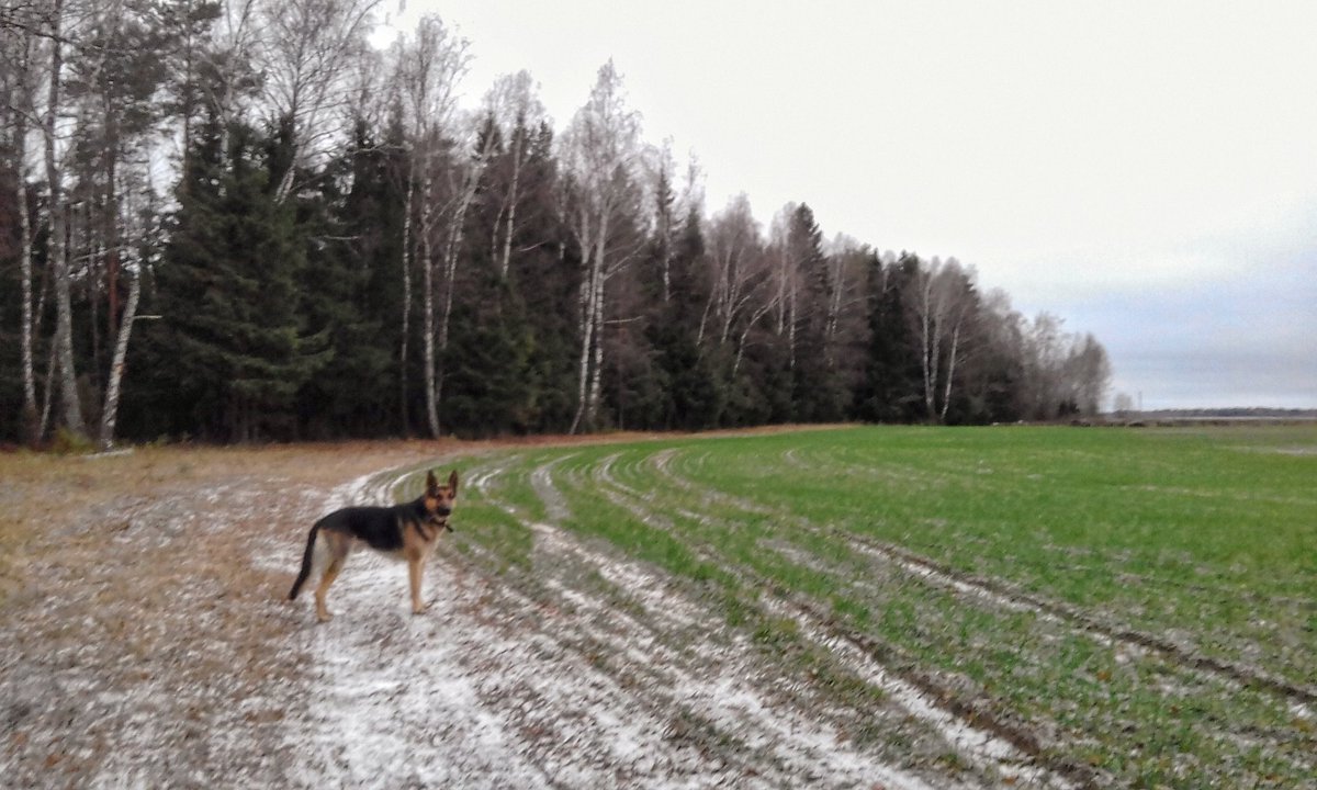 katya_chk's tweet photo. #winter #snow #walk https://t.co/pIepljErPr