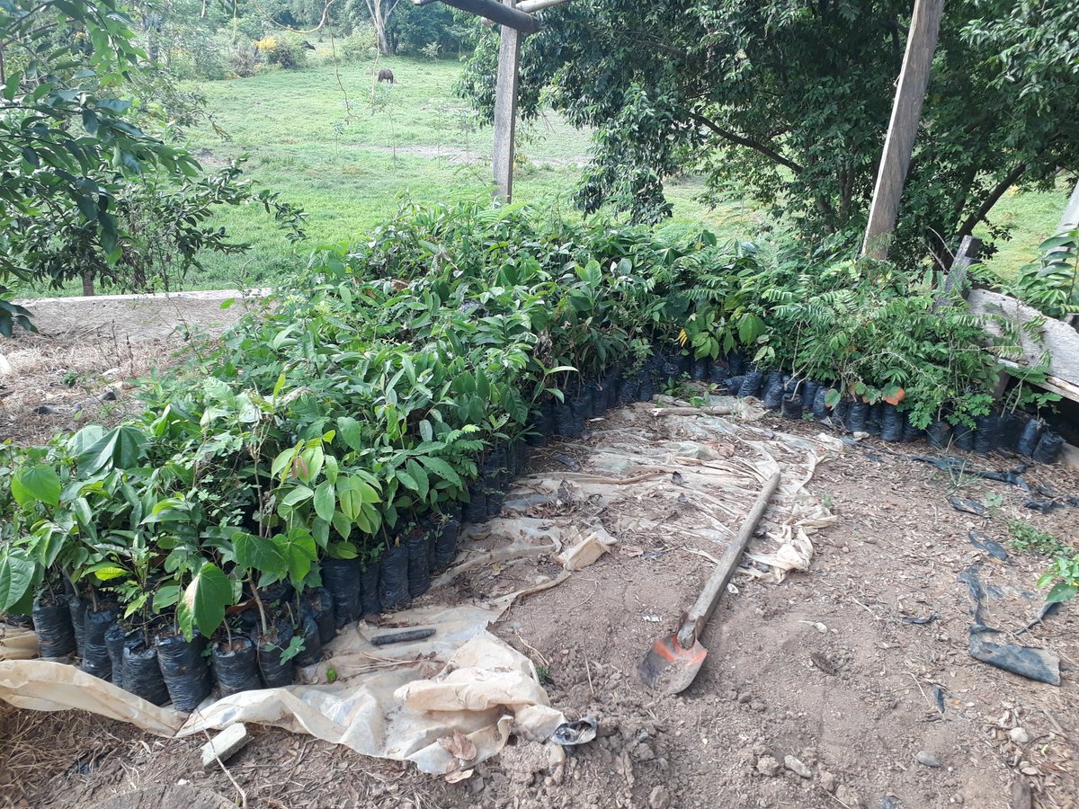 Agroeco2S's tweet photo. "Básico en producción de Viveros", Vereda Puente de Ure Córdoba. Haciendo inspección técnica de los viveros.
Gracias a Cerro Matoso por su excelente colaboración.
@SBDIR_SENACFMA, @SenaCfma, @LiderAsem_CFMA. https://t.co/h0lpf0GwVy