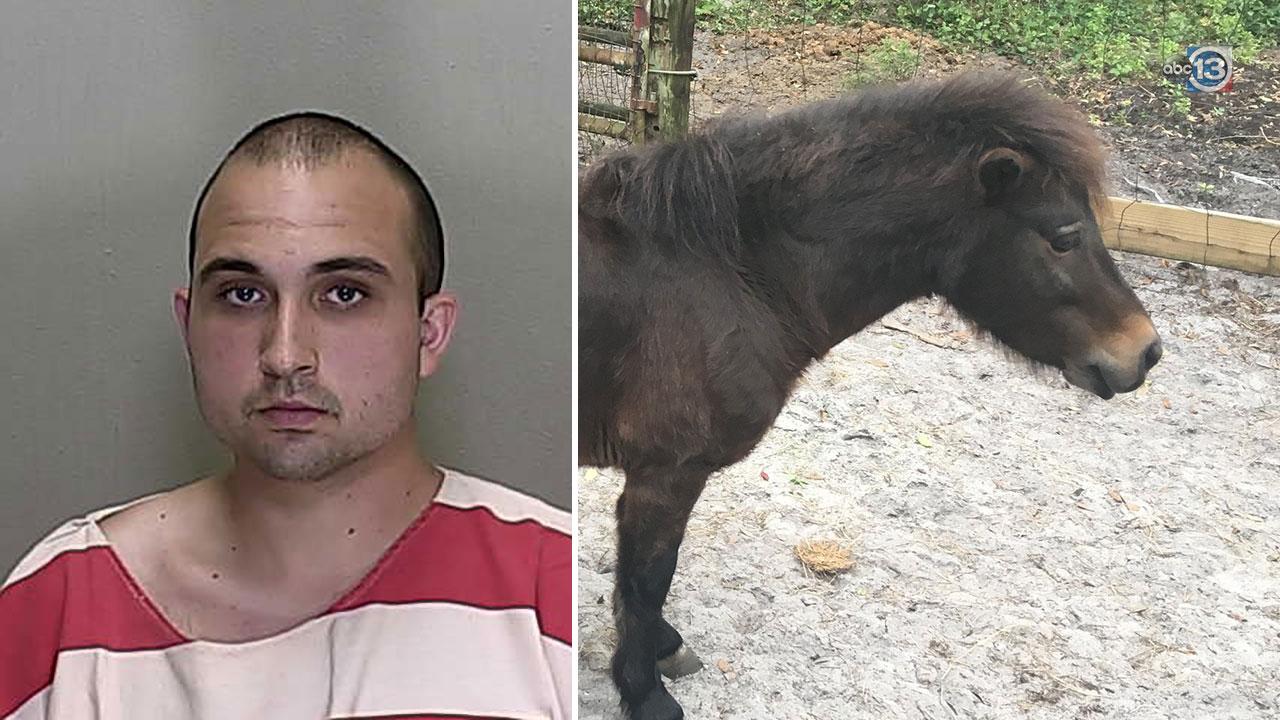 Action News on 6abc on X: Florida man accused of having sex with mini  horse at least 4 times t.cop1TzNlX7NG t.coHR9cFc5QPg  X