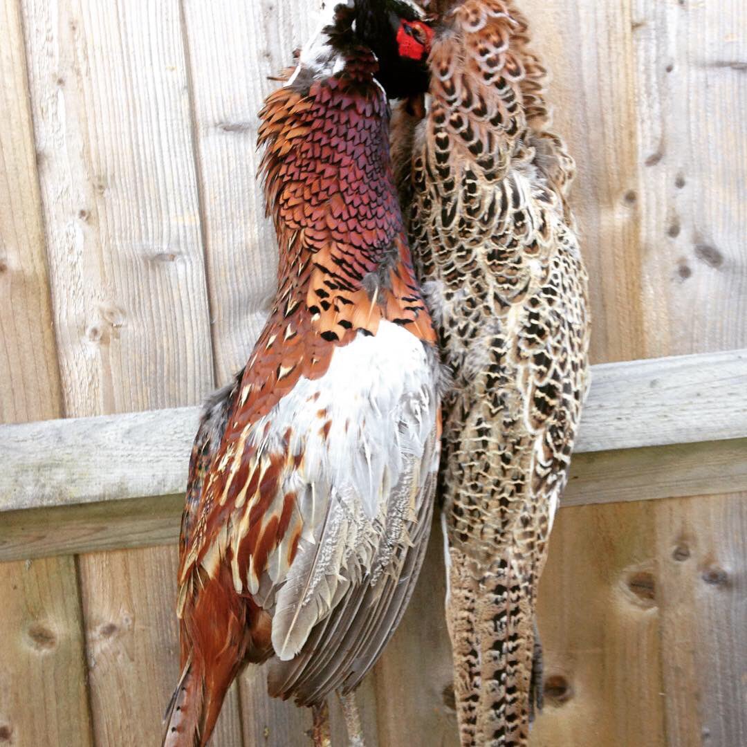 Gisbysgame's tweet photo. Lovely time of year to start enjoying roast pheasant...Far more enjoyable than a tasteless chicken..
#eatmoregame  #gametoeat #localfood #eatwhatyoushoot #localgame #roastpheasant #winterwarmer #countrylife #hampshire  #fieldtofork #wildfood  #greatbritishgameweek https://t.co/wT0RRLUNJz