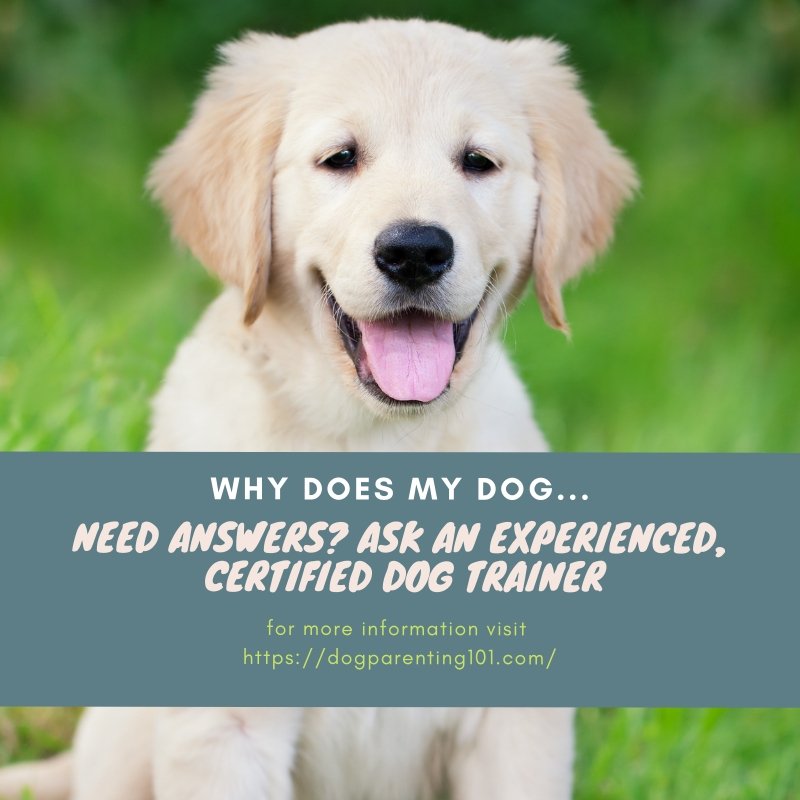 HindyPearson's tweet photo. https://t.co/X6sv7ZVebV #privatedogtraining #global #onlinedogtraining #worldwide https://t.co/yymd6caQsM