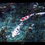 綺麗すぎる!これは絵にしか見えない・・・絵画の世界へようこそ!