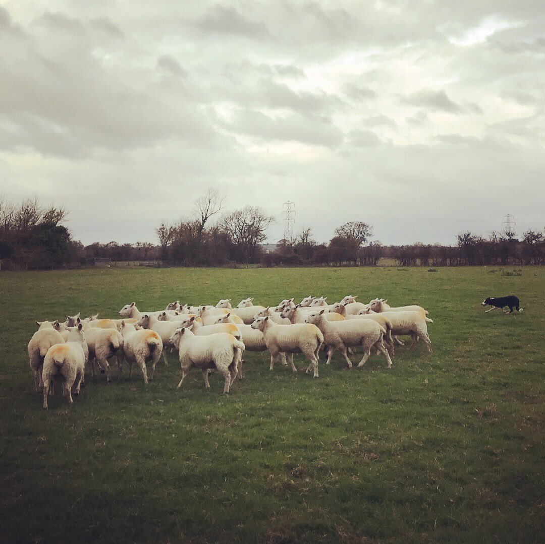 meandeweblog's tweet photo. After a slow start, the rams have been busy with the ewe lambs. 12 days in and all but a handful tupped. Jack is also proving useful already #goodboy #busyboys #tupping2018 #lambing2019 #sheep365 #lleyn #charmoise https://t.co/K5Mcr1xYCk