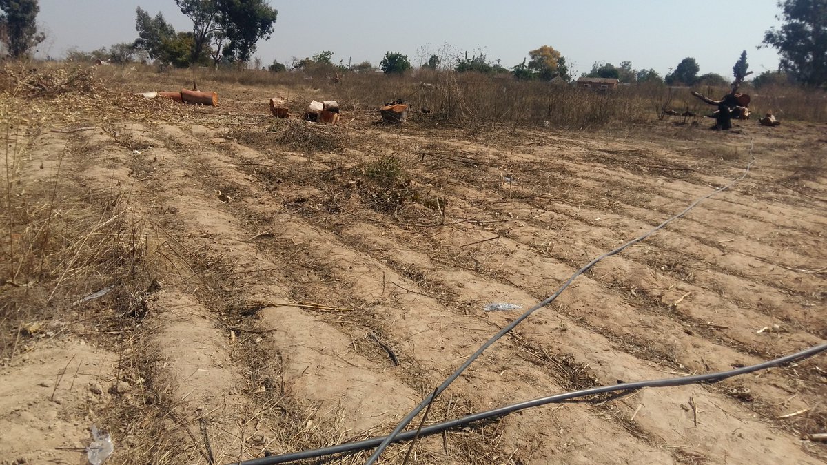 gmuchineripi's tweet photo. Empowering schools to produce crops under solar powered drip irrigation.#IgavaPrimaryMarondera #Zimswap. Exposing schools to precision farming methods. https://t.co/bgLCZ9NLxV