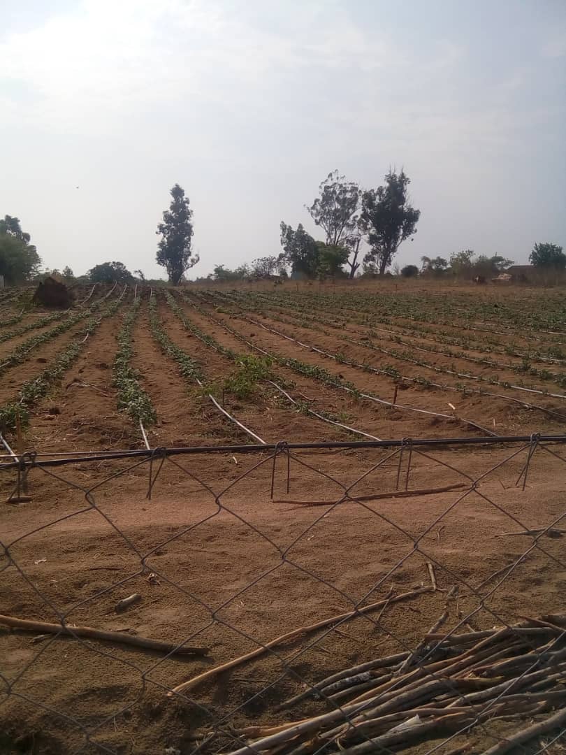 gmuchineripi's tweet photo. Empowering schools to produce crops under solar powered drip irrigation.#IgavaPrimaryMarondera #Zimswap. Exposing schools to precision farming methods. https://t.co/bgLCZ9NLxV