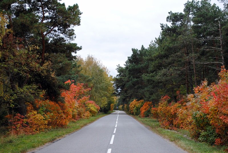 's tweet image. Group of children 👦👧 with disabilities participated in the 1st experimental outdoor 🎒 lesson in the national park @park_kosa on November 15. On the King's Forest 🍁 tourist route they were introduced to the unique nature 🦊🐗 of the #CuronianSpit