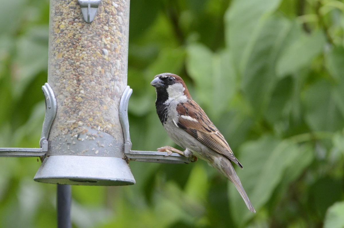 Glasgow House Sparrow Project Glasgowsparrows Twitter