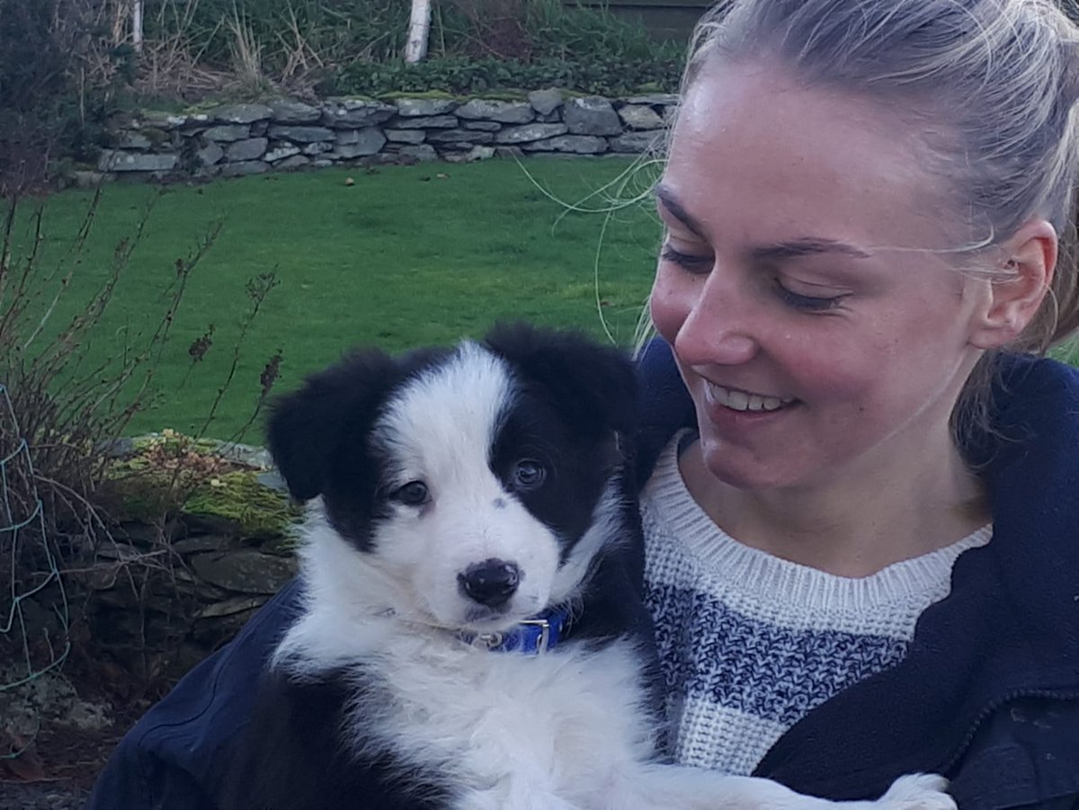 Scots_Sarah's tweet photo. Blue, my very first puppy and hopefully soon to be sheep dog 🐶🐑😍 #nopressure #letthefunbegin #internationalsheepdogsociety #NSA #collie https://t.co/YmpDQxyluJ