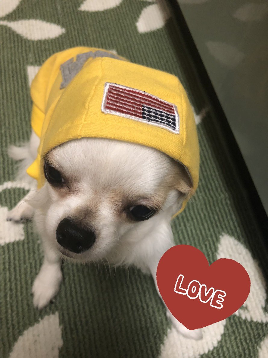 イケメン犬 イケメン犬