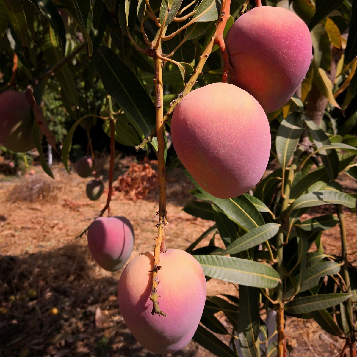 Tropigold's tweet photo. La realidad de @tropigold_ 😍😍 La variedad de mango más premium del mercado by @biogoldem

#agricultura #fruit #fruits #mercado #market #premium #gourmet #fruteria #agricultor #finca #murcia #elche #huelva #sabor #agricultura #agriculturaecologica #tropical #españa #europa https://t.co/mkyDeLKM51