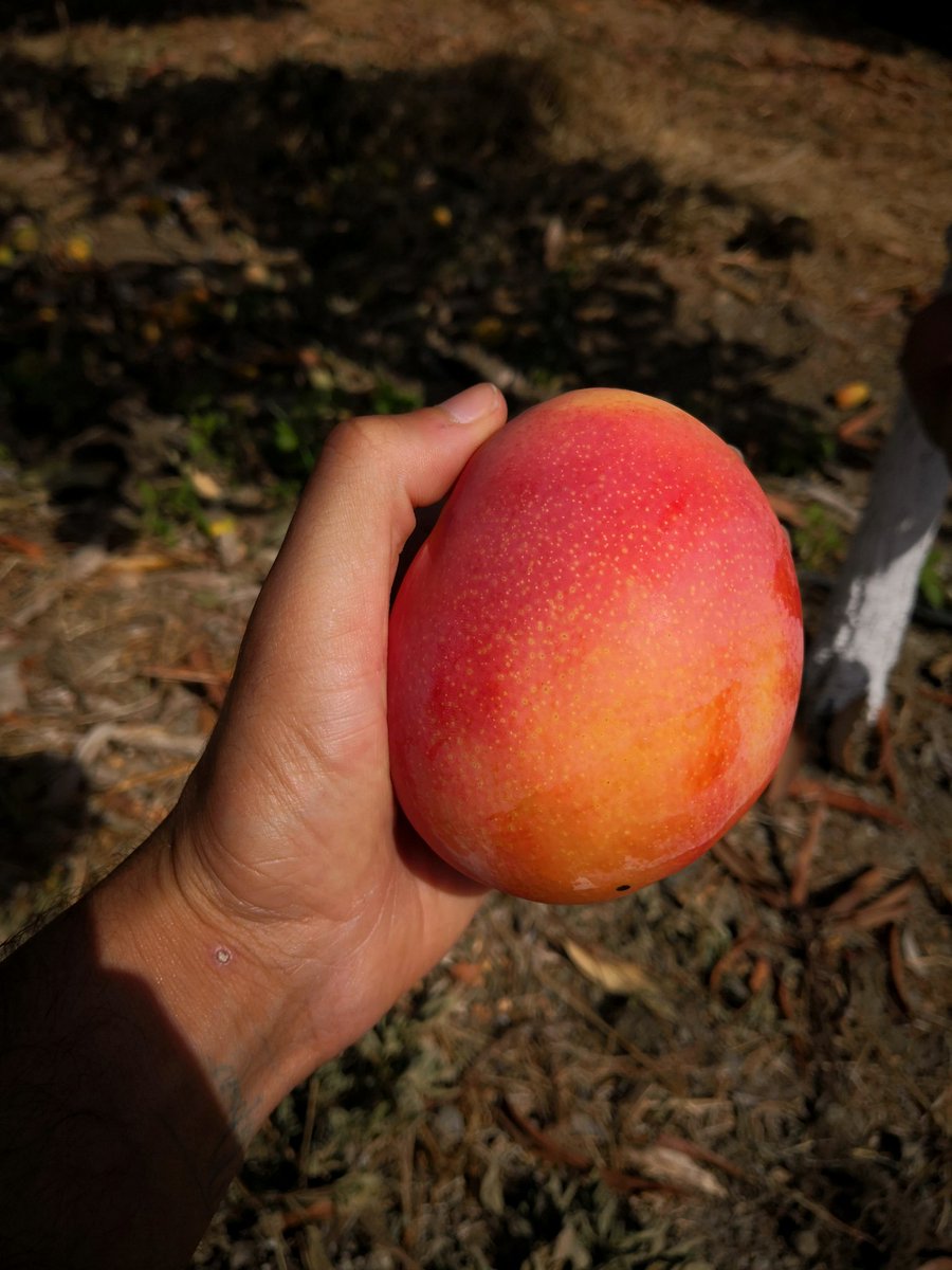 Tropigold's tweet photo. La realidad de @tropigold_ 😍😍 La variedad de mango más premium del mercado by @biogoldem

#agricultura #fruit #fruits #mercado #market #premium #gourmet #fruteria #agricultor #finca #murcia #elche #huelva #sabor #agricultura #agriculturaecologica #tropical #españa #europa https://t.co/On3LOY2DfW
