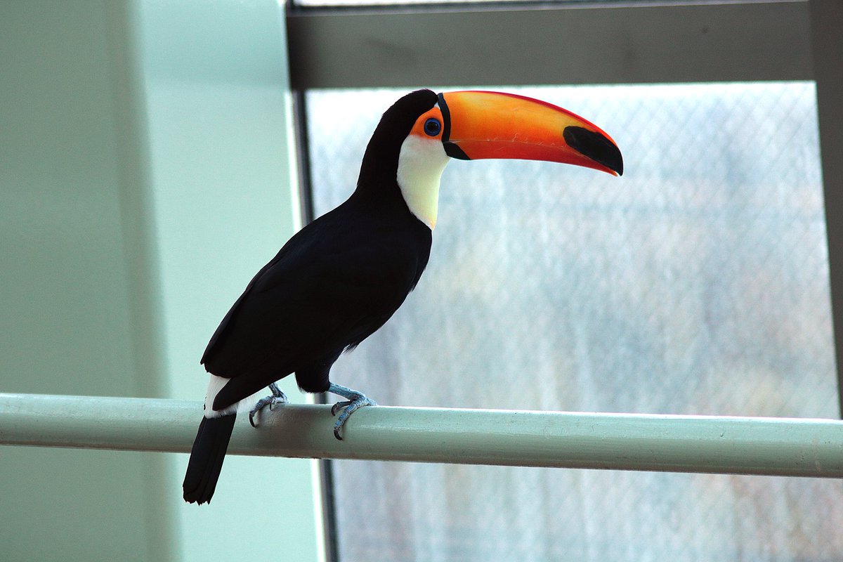 micchiluck's tweet photo. くちばしの大きな
オニオオハシ。
とても大好きな鳥なのでした。

#円山動物園 #札幌市 
#動物写真 #オニオオハシ 
#動物園写真 #写真 
#photography 
#canon
#japan 
#写真好きな人と繋がりたい
#暮らし 
#写真撮ってる人と繋がりたい 
#ramphastostoco 
#ramphastos https://t.co/38vcca2woF