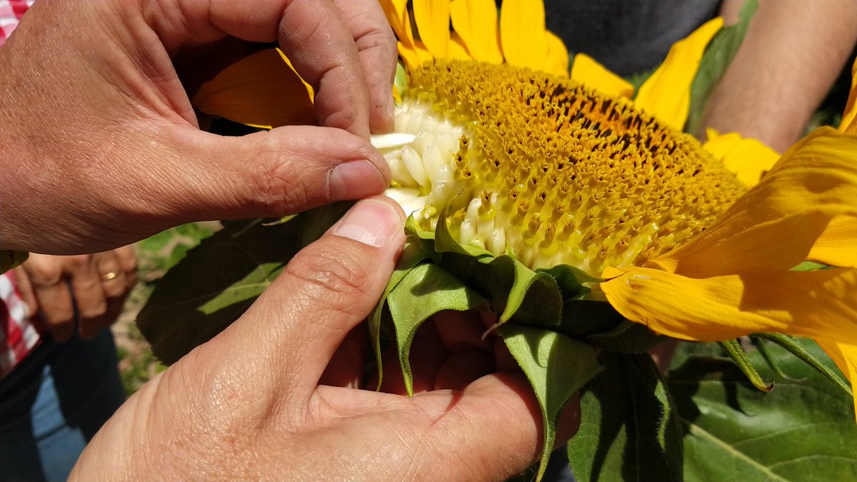 ljandreoni's tweet photo. Girasol confitero bajo riesgo en Monte Cristo, Cordoba https://t.co/L3tfvOhEXX