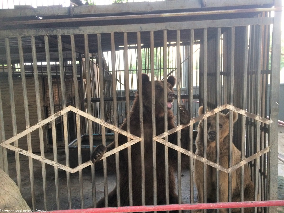 IAR_updates's tweet photo. URGENT RESCUE APPEAL
 
The photos in this post show two of the saddest bears we have ever seen.
 
For the past 14 years, they have been locked up in a tiny cage at a bus depot, used as a tourist attraction.

 Make a donation today to help set them free: https://t.co/dFDyNtZKhr https://t.co/98VLj3WXVq