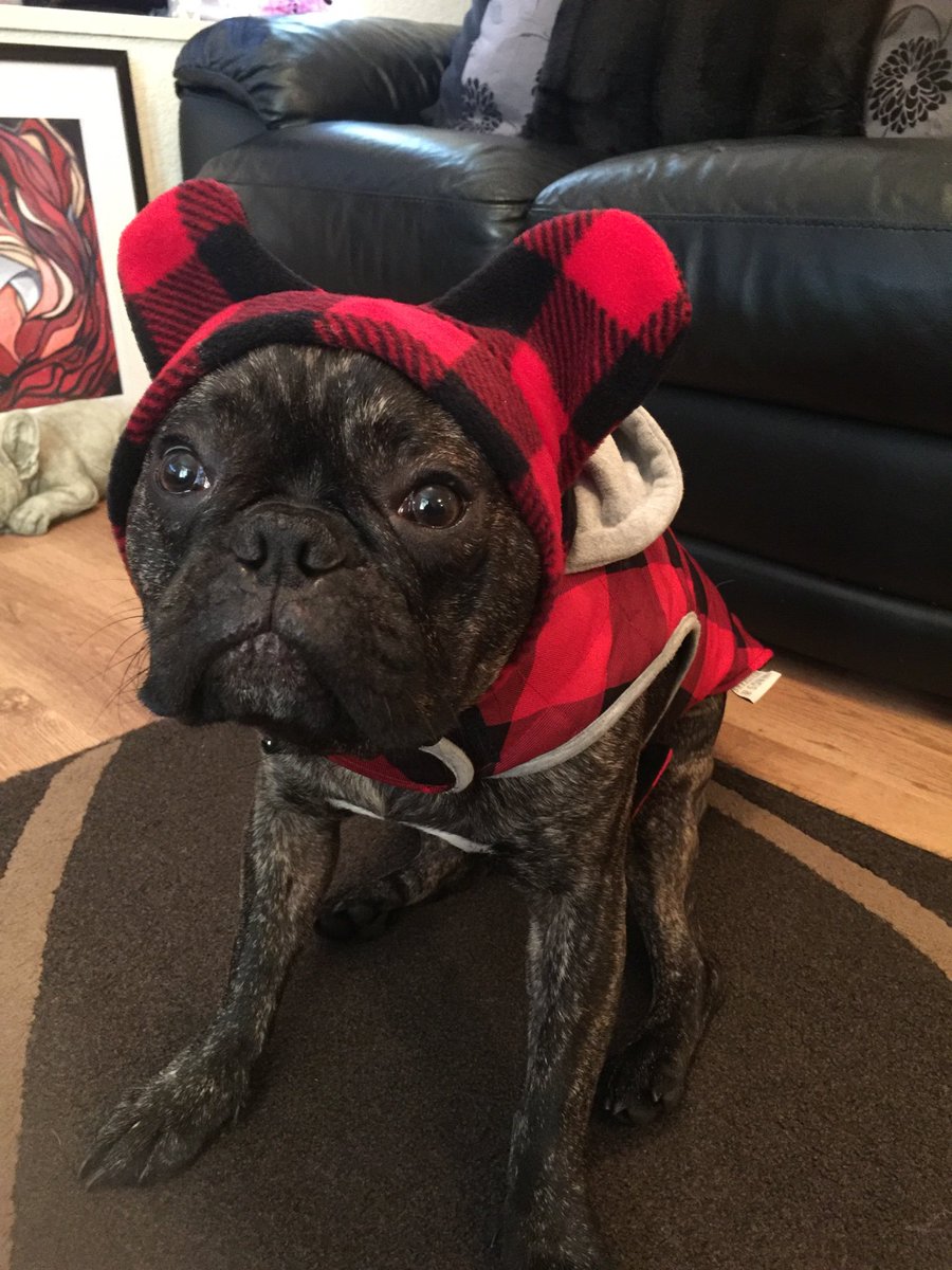 Sar_CR7_Sar's tweet photo. Got a BatHat for the boy .....not sure he’s entirely convinced!! ❤️🖤❤️🖤
#BatHat #BigEars #ColdWeather ❄️ https://t.co/ZMf7TfgCZh