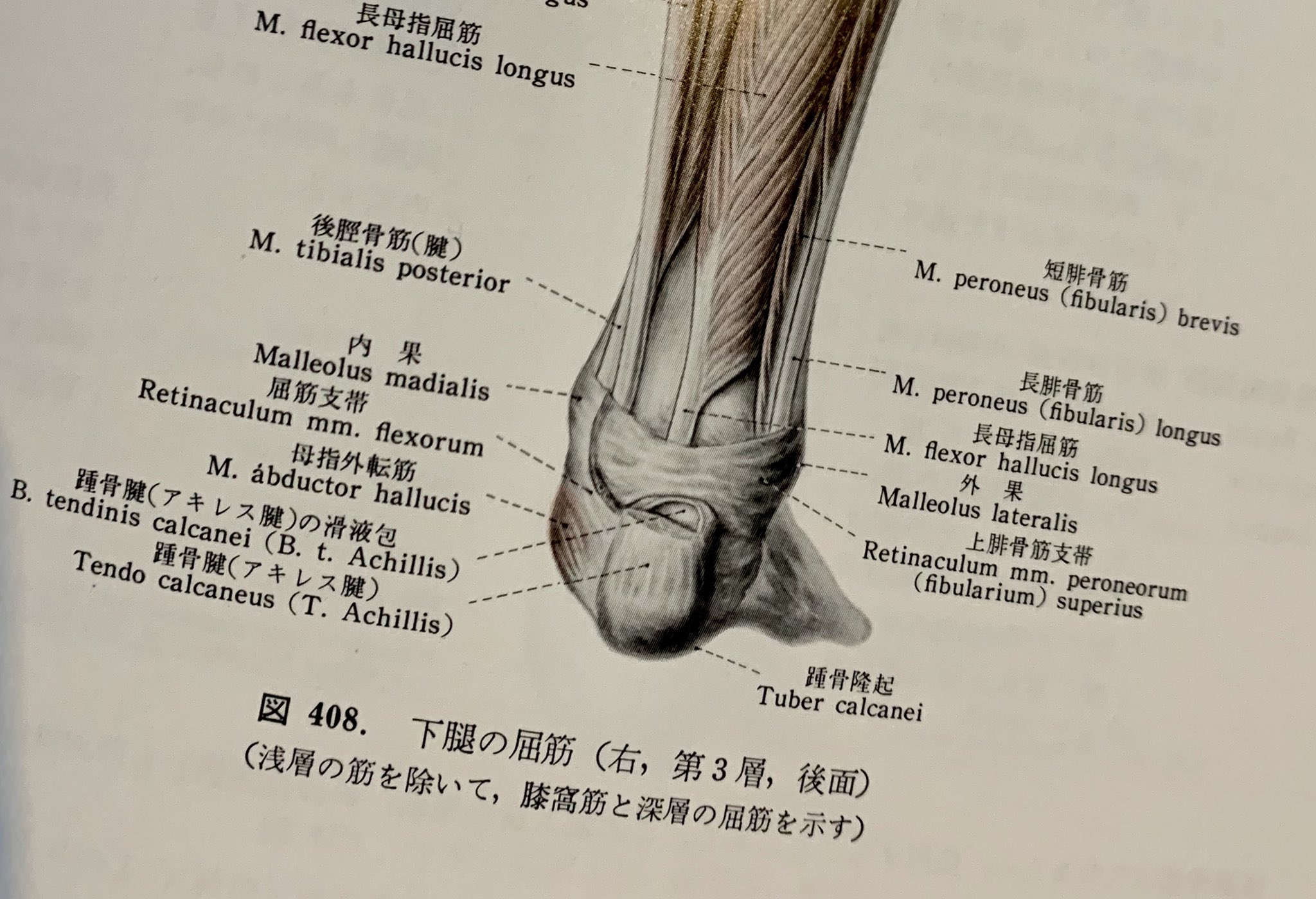 アキレス腱の解剖学