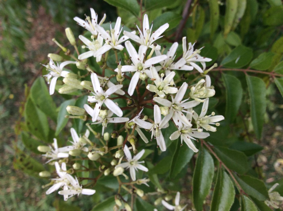 gardenalot's tweet image. I spotted this quite well-established #CurryTree Murraya koenigii #Rutaceae Origin: India &amp;amp; Sri Lanka