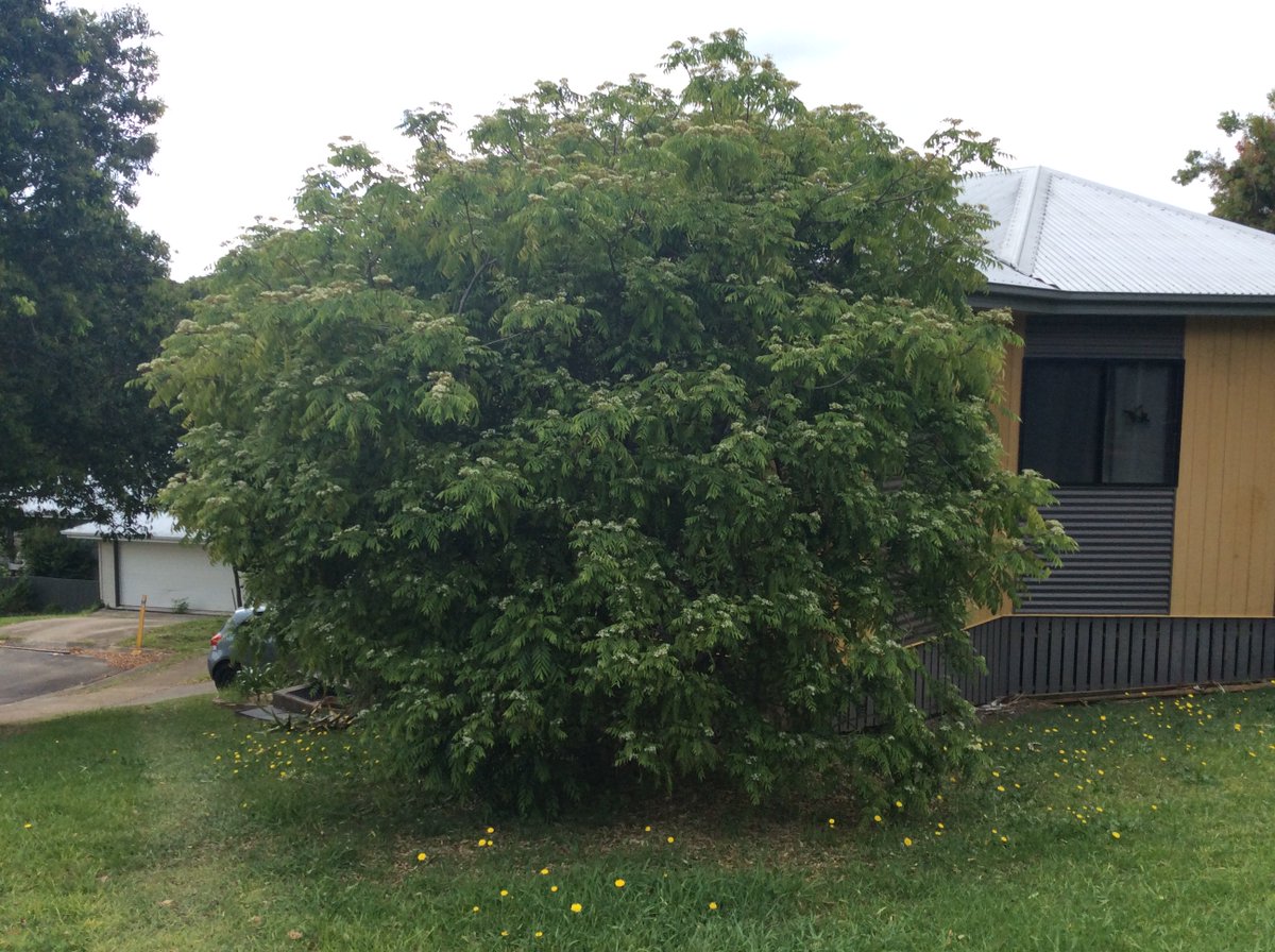 gardenalot's tweet image. I spotted this quite well-established #CurryTree Murraya koenigii #Rutaceae Origin: India &amp;amp; Sri Lanka
